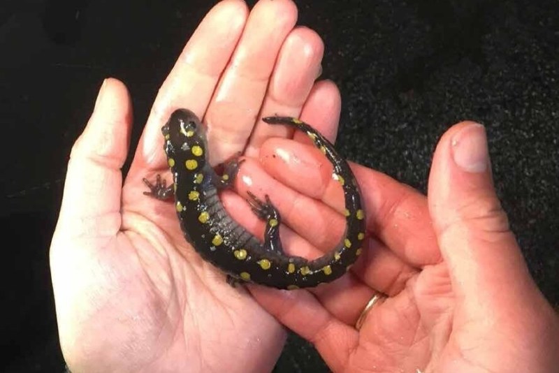 A person holds a black salamander with yellow spots in their hands over a dark background.