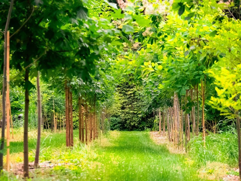Rows of young trees with green leaves are planted on either side of a grassy path in an outdoor area, surrounded by dense vegetation.