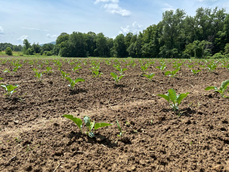 A field with young green plants growing in evenly spaced rows, surrounded by trees under a partly cloudy sky.