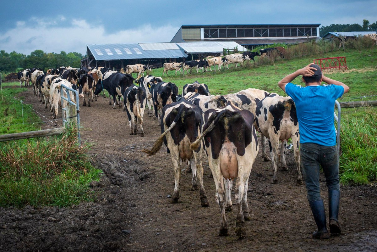 What does Horizon’s exit mean for Vermont’s organic dairy producers?