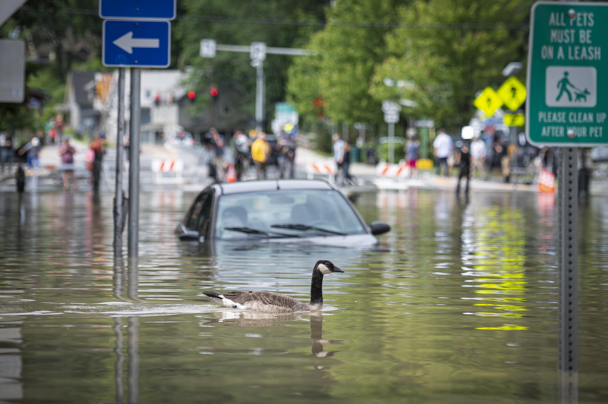 a goose swims in a flooded street.