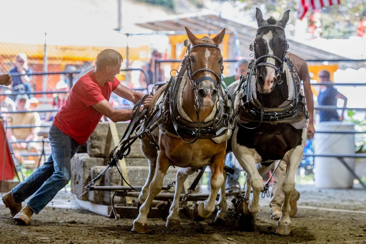 A man in a red shirt guides two harnessed horses pulling a weighted sled during a competition in an indoor arena.