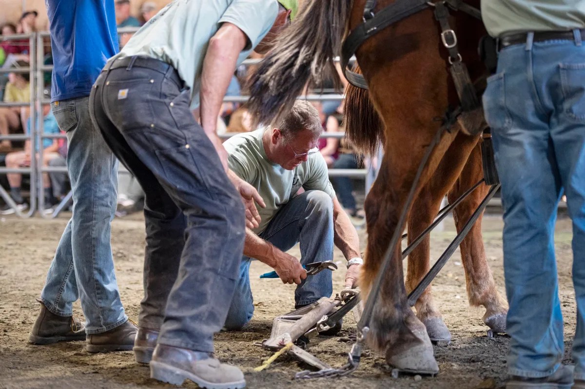 A group of people fit a horseshoe on a horse's hoof in an indoor arena, with a crowd watching in the background.