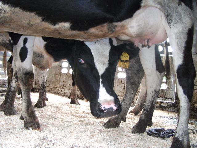 Stonyfield agrees to buy milk from some organic farmers dropped by Danone